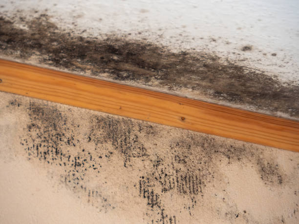 Professional Mold Removal in Warminster Heights, PA