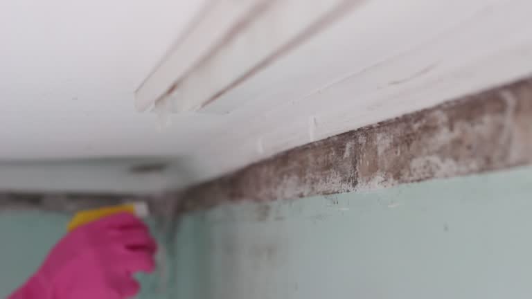 Best Crawl Space Mold Remediation  in Warminster Heights, PA